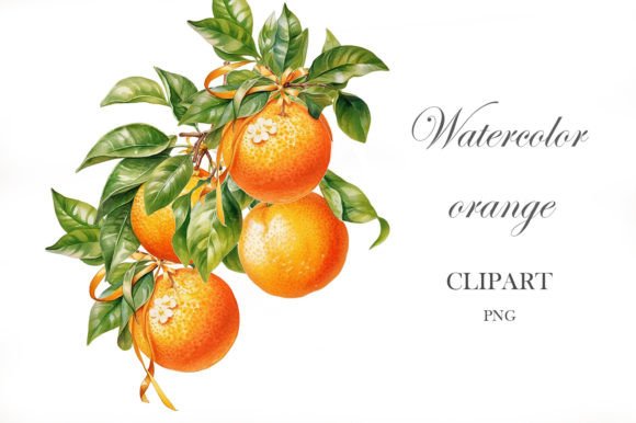Download Orange Watercolor Png. Citrus Clipart - Png Collection